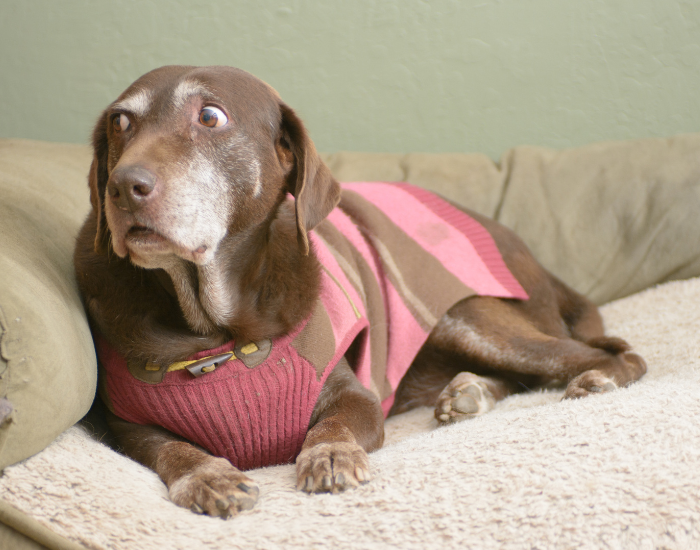 Dieta dla starszego psa.