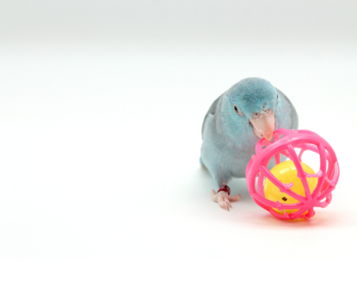 Zabawka DIY dla papug.