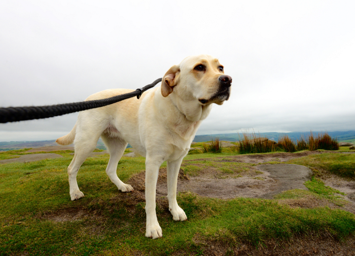 Do parku krajobrazowego z psem tylko na smyczy.