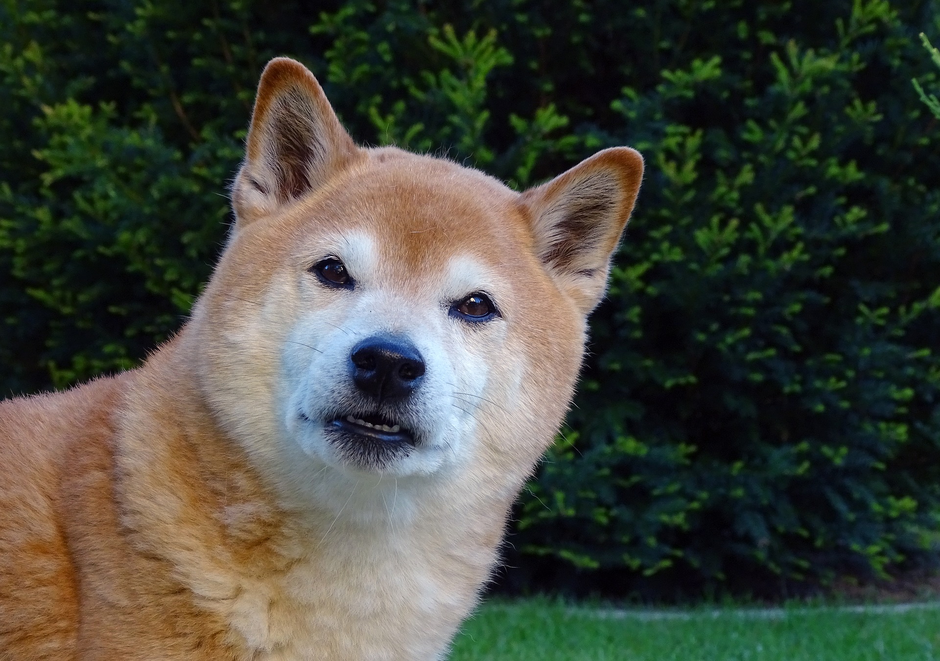 Shiba inu są psami o mocnym instynkcie łowieckim. Nie sprawdzą się do domów, gdzie mieszkają już inne, mniejsze zwierzęta - mogą się one stać potencjalną ofiarą shiby.