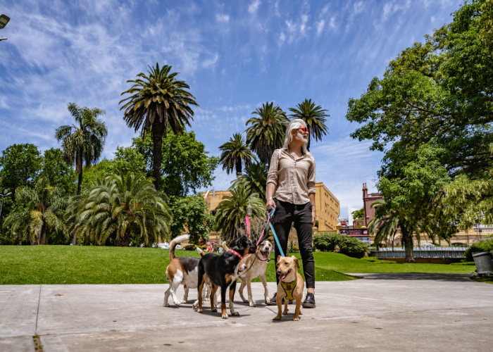 Kim jest dog walker?