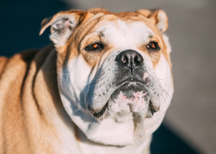 Dog z Majorki rudy z białą maską.