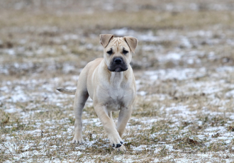 Szczeniak doga z Majorki.