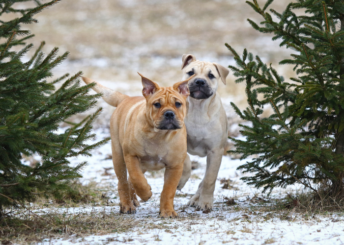 Szczeniaki doga z Majorki.