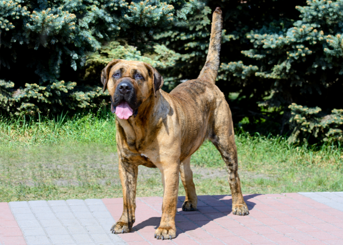 Sylwetka doga kanaryjskiego.