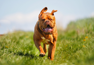 Dogue de Bordeaux biegnie.