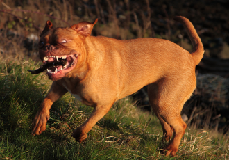 Dogue de Bordeaux atakuje.