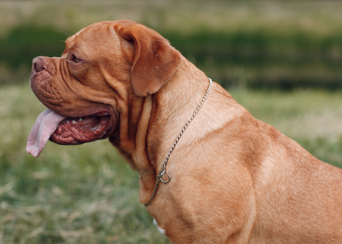 Dogue de Bordeaux siedzi.