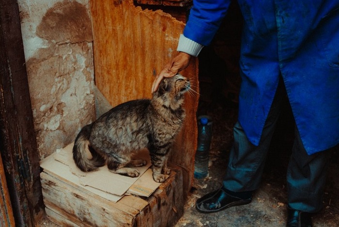 Dokarmienia kota wolno zyjącego.