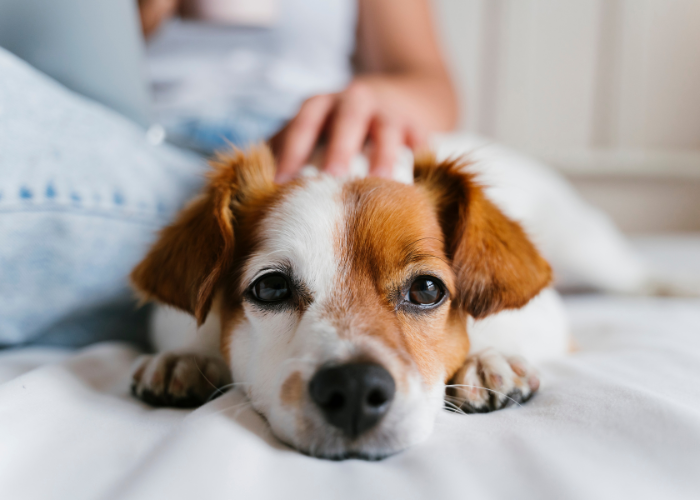 Pies w domu tymczasowym.