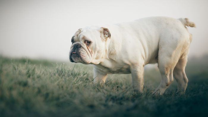 Buldog angielski biały.