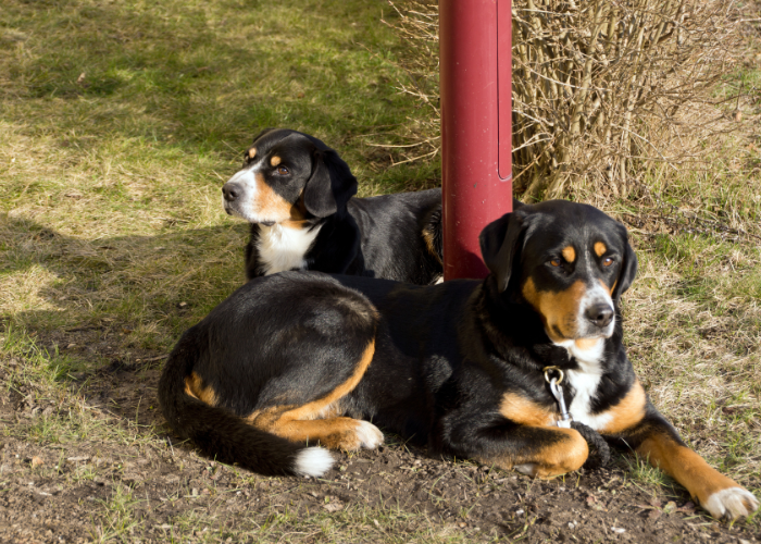 Dwa duże szwajcarskie psy pasterskie.