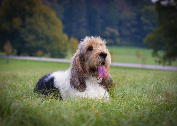 Duży basset gryfon wandejski.