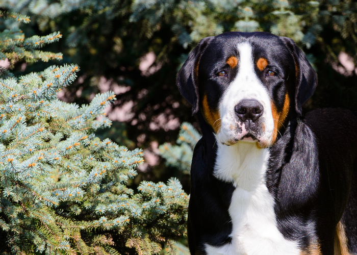 Dorosły duży szwajcarski pies pasterski.