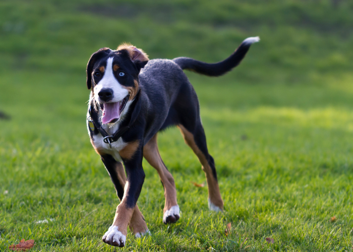 Szczeniak dużego szwajcarskiego psa pasterskiego.