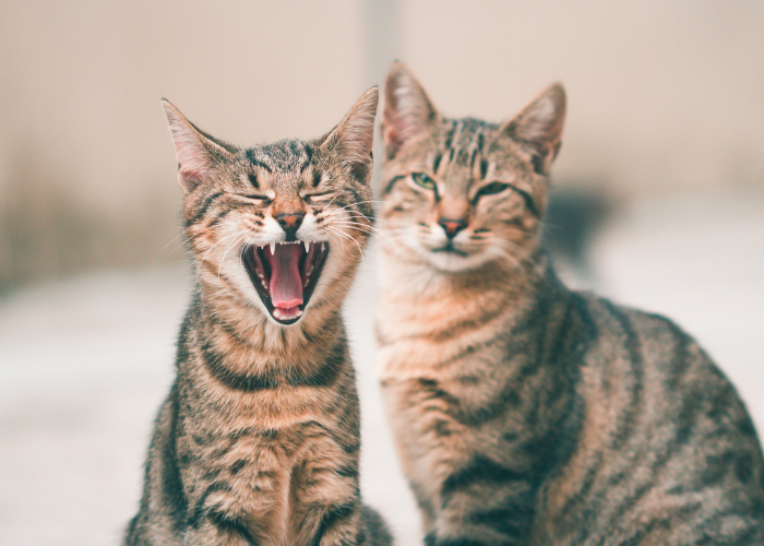 Dymorfizm płciowy u kotów.