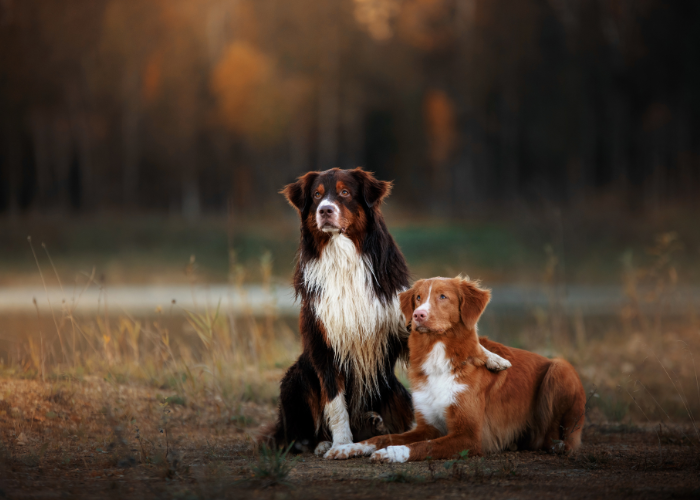 Dymorfizm płciowy u psów rasowych.