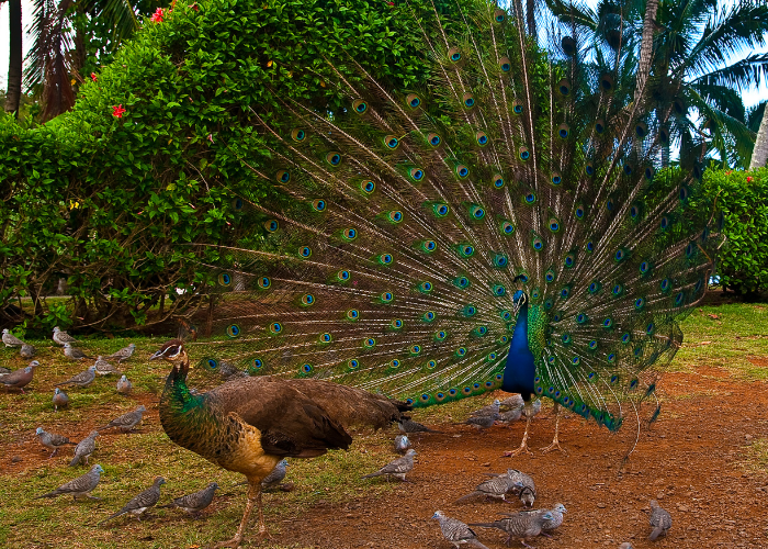 Dymorfizm płciowy u pawi.