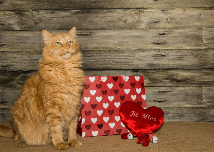 Dzień Kota w Polsce.