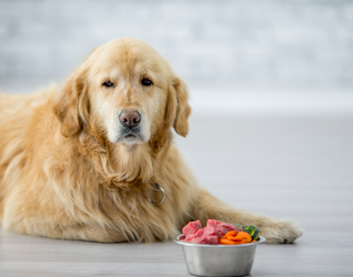 Mięso dzikiego ptactwa dla psa.