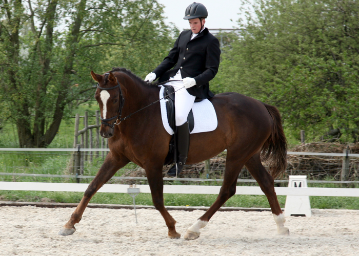 Koń angielski podczas jazdy.