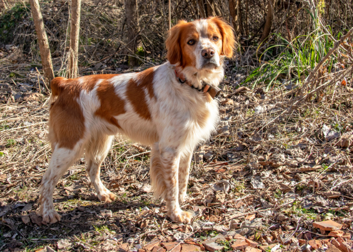 Epagneul breton speniel biało rudy.