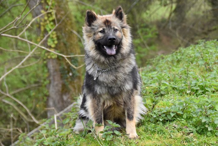 Eurasier o umaszczeniu wilczym.