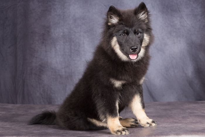 Eurazjer o umaszczeniu czarnym podpalanym.