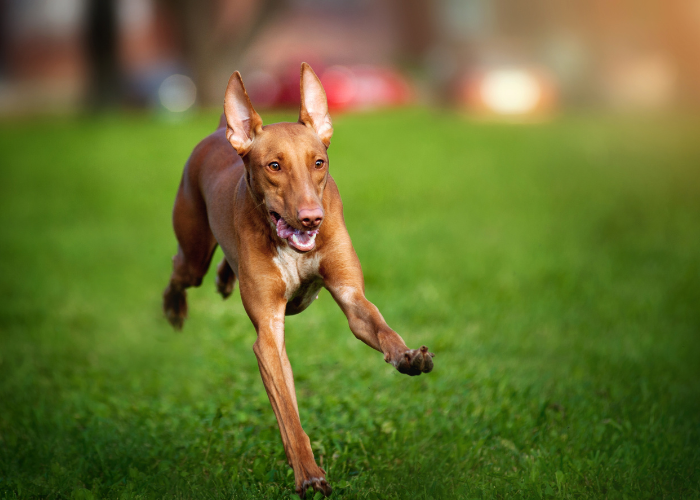 Szczeniak psa faraona.