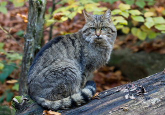 Żbik europejski z czarną pręgą na grzbiecie.