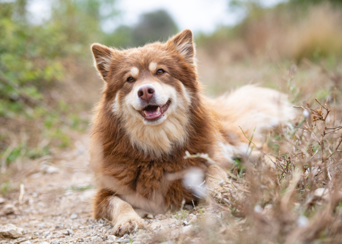 Fiński lapphund brązowo-rudy.