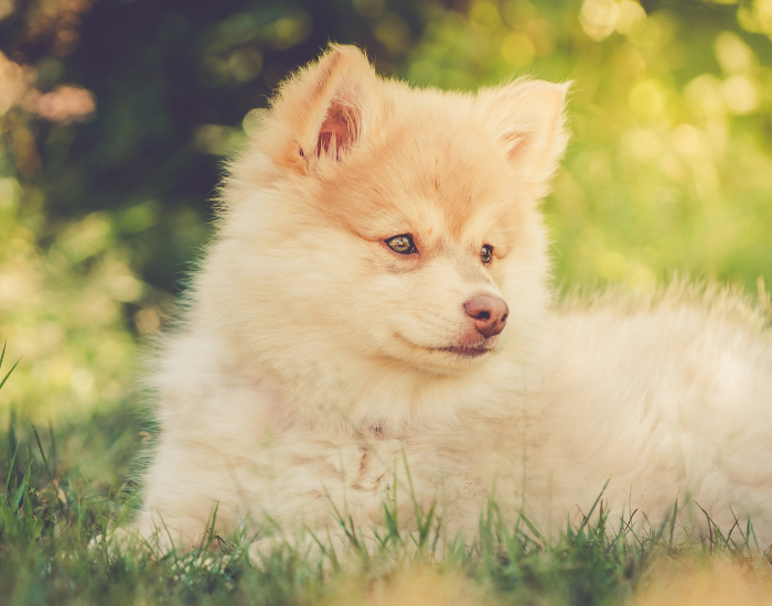 Szczeniak fińskiego lapphunda.
