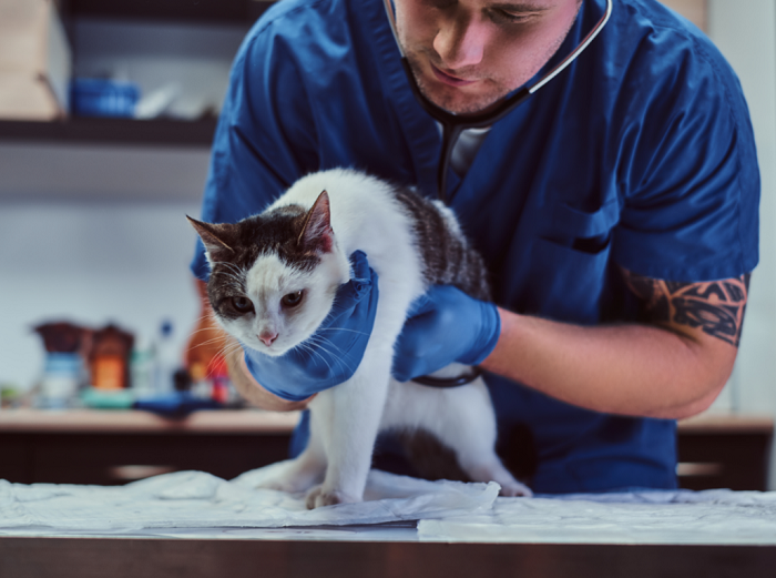 Kot u weterynarza.