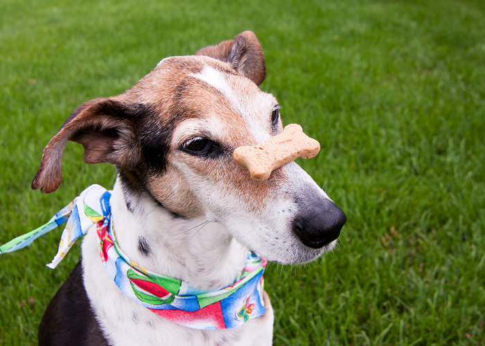 Ćwiczenia z fitnessu dla psa.