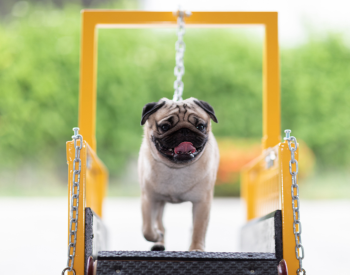 Pies ćwiczy fitness dla psów.