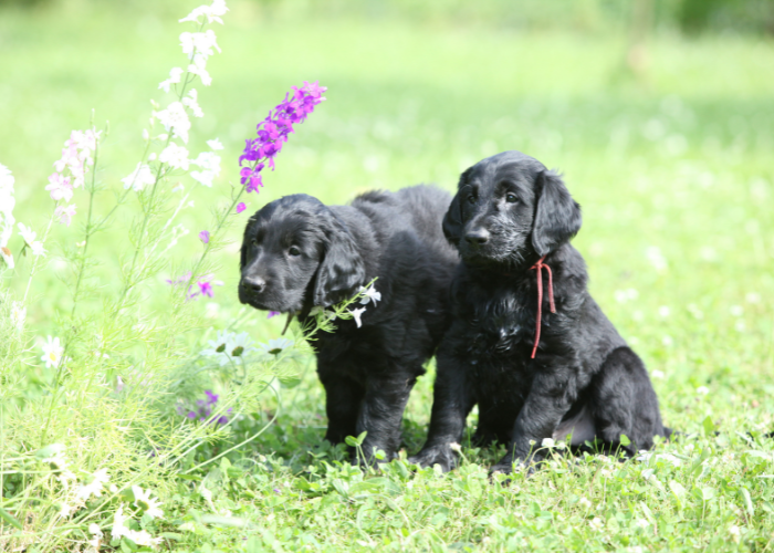 Szczeniaki flat coated retriever.