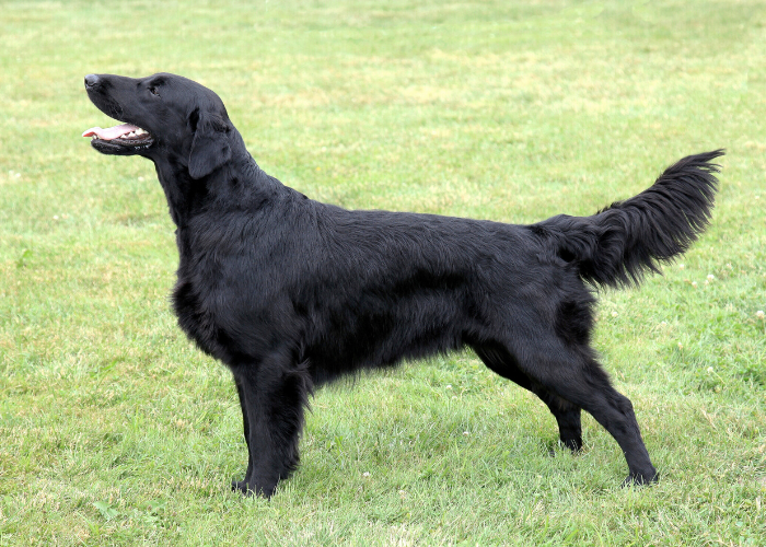Wzorzec psa flat coated retriever.