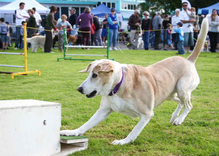 Pies akbash ćwiczy flyball.