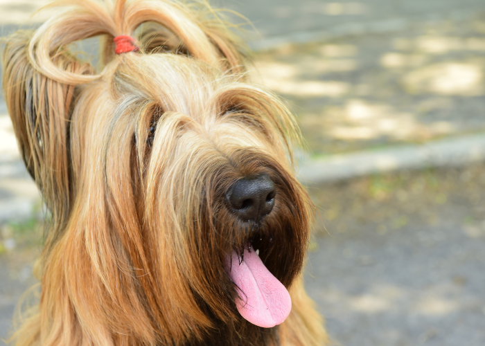 Owczarek francuski briard z kucykiem z sierści na głowie.