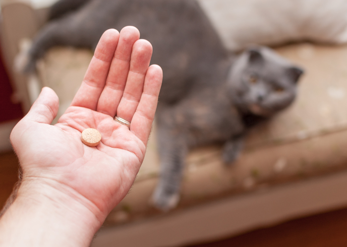 Gabapentyna dla kota.