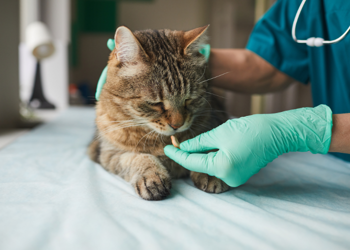 Gabapentyna dla kota