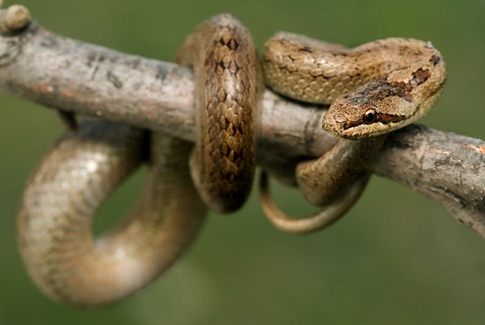 Wąż gniewosz w Polsce.