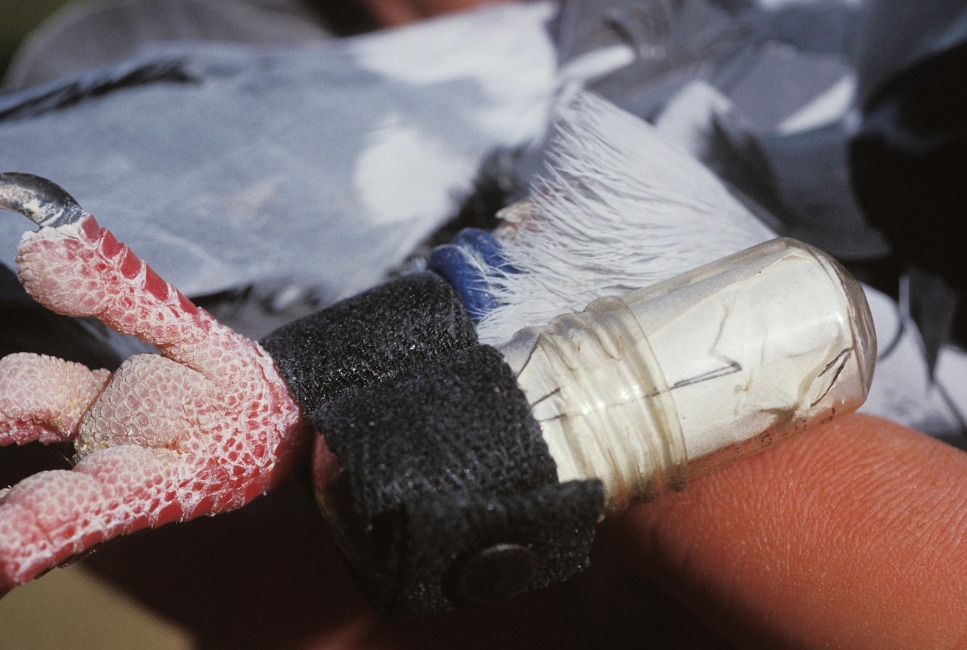 Przesyłka gołębia pocztowego.