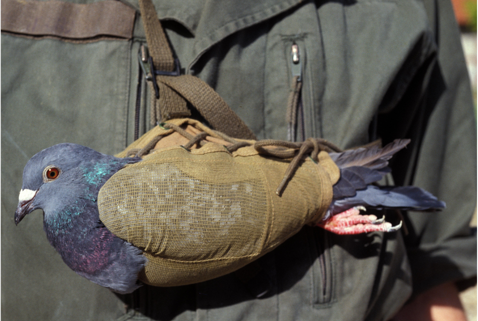 Gołąb pocztowy w nosidle.