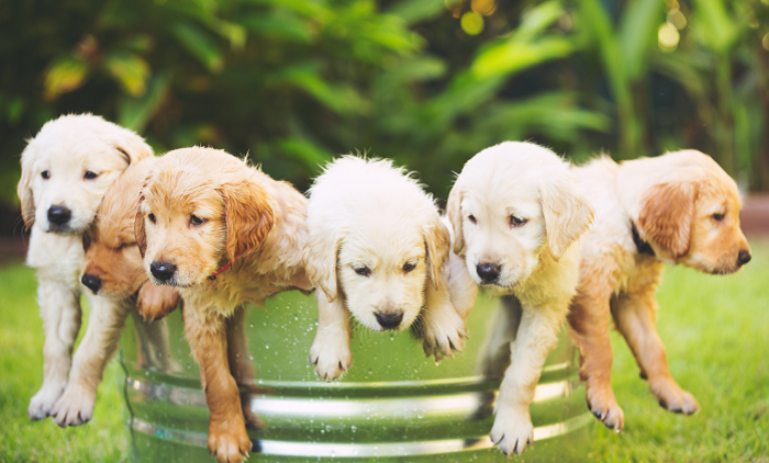 Szczeniaki Golden retriever.