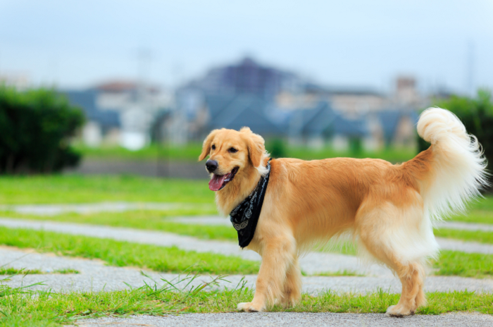 Golden retriever dorosły.