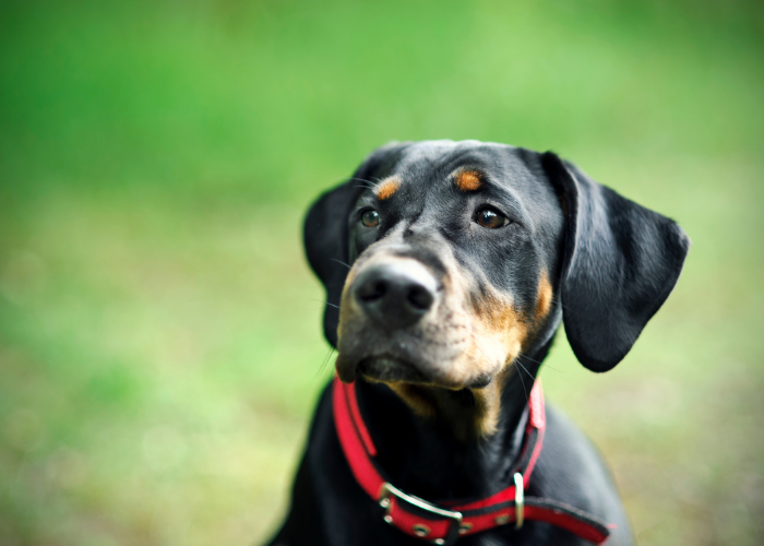 Gończy polski z brązowymi podpaleniami.