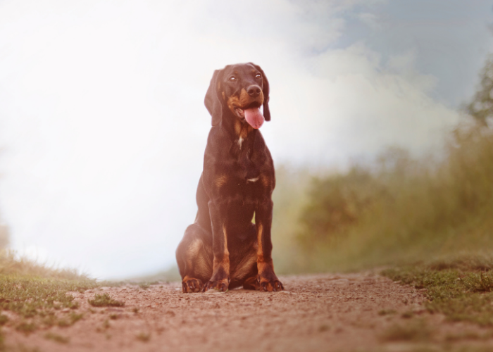 Gończy polski czarny podpalany.