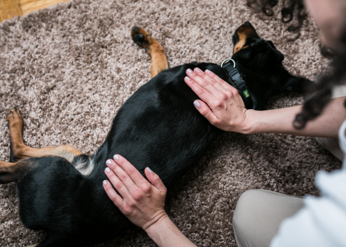 Gończy słowacki leży i jest głaskany.