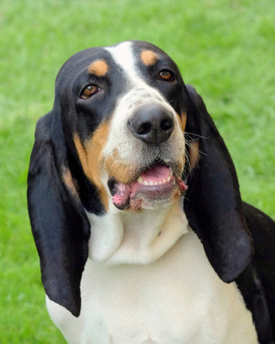 Gończy szwajcarski berneński.